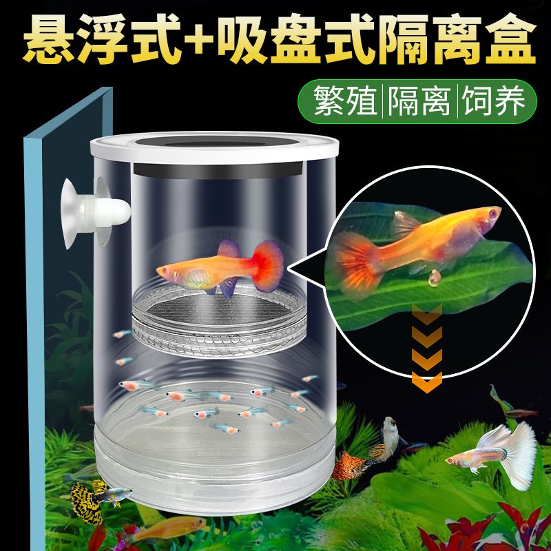 【高清的隔离神器！】母鱼分离防啃食幼鱼！