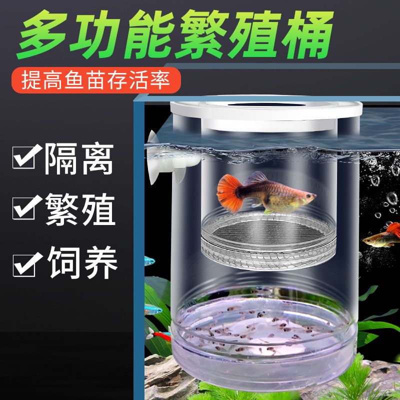 【高清的隔离神器！】母鱼分离防啃食幼鱼！