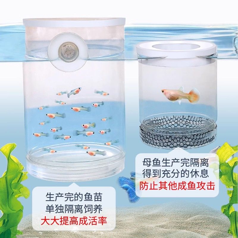 【高清的隔离神器！】母鱼分离防啃食幼鱼！