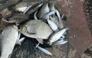 钓鱼不再靠运气！掌握这3个关键步骤，别人空军你爆护！