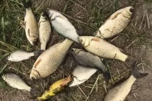 钓鱼不再靠运气！掌握这3个关键步骤，别人空军你爆护！