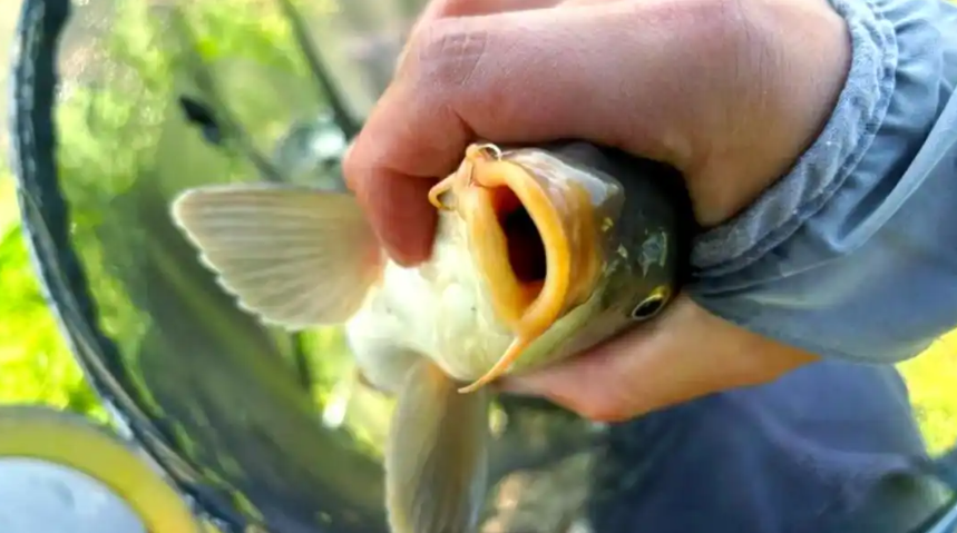 10个钓鱼神技巧！从选位到遛鱼全攻略，教你轻松成为“鱼获王者”