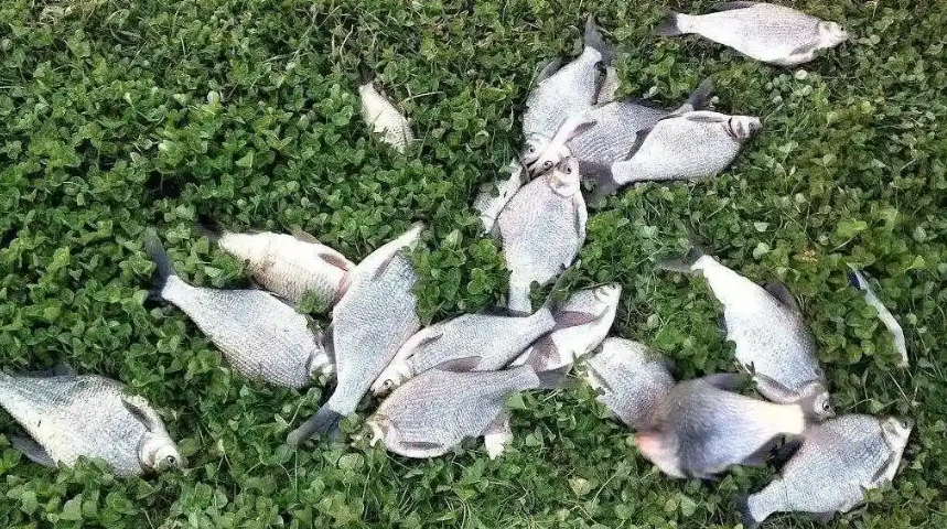 10个钓鱼神技巧！从选位到遛鱼全攻略，教你轻松成为“鱼获王者”