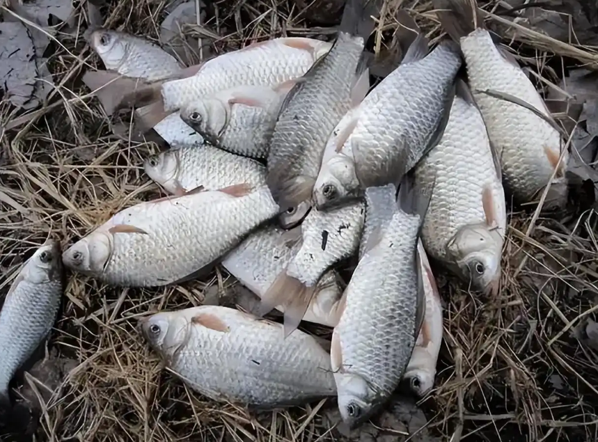 10个钓鱼神技巧！从选位到遛鱼全攻略，教你轻松成为“鱼获王者”