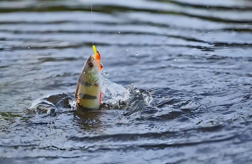 路亚钓鱼总是空军？学会7个手法和4个细节，让你路亚不再打龟！