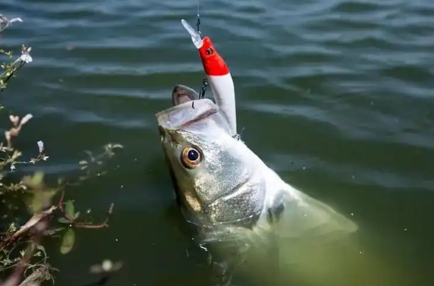 路亚钓鱼总是空军？学会7个手法和4个细节，让你路亚不再打龟！