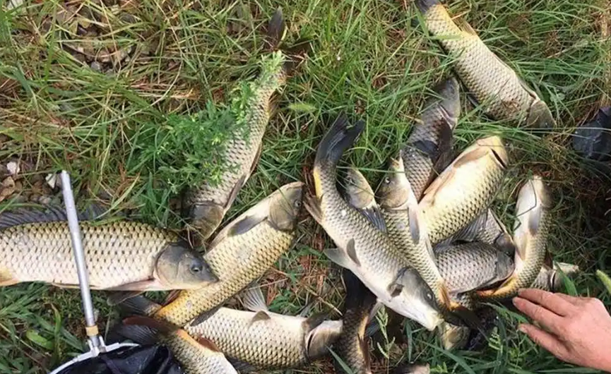 钓鱼要会看时机，4个时段鱼狂口，连竿几率翻倍