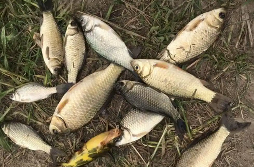 新手必看！鱼竿避坑指南：长节竿/短节竿/碳素/玻璃钢，一次说透