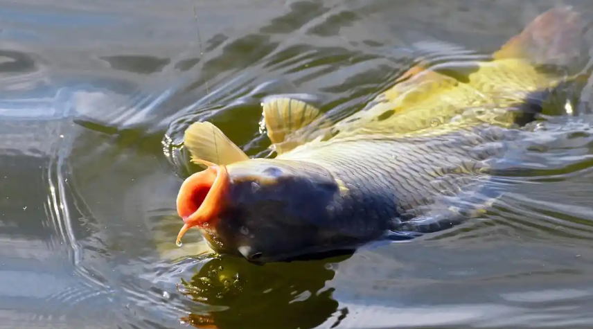 新手必看！鱼竿避坑指南：长节竿/短节竿/碳素/玻璃钢，一次说透